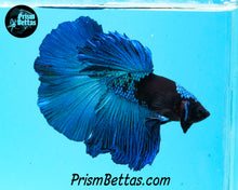 Load image into Gallery viewer, Blacklight Marble Halfmoon Male