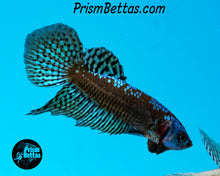 Load image into Gallery viewer, Turquoise Samurai Alien Male