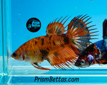 Load image into Gallery viewer, Leopard Koi Crowntail Female