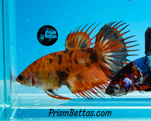 Leopard Koi Crowntail Female