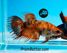 Load image into Gallery viewer, Leopard Koi Crowntail Female