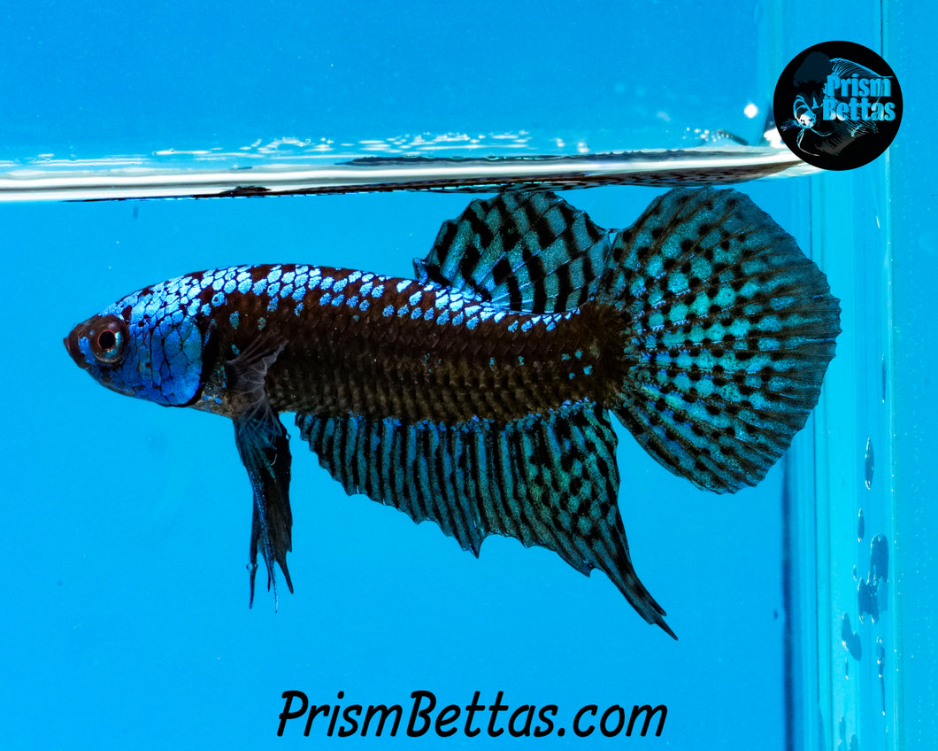 Turquoise Samurai Alien Male