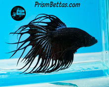 Load image into Gallery viewer, Black Orchid Crowntail Male