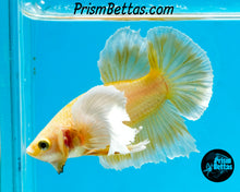 Load image into Gallery viewer, Gold Dumbo Halfmoon Plakat Male