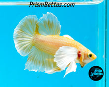 Load image into Gallery viewer, Gold Dumbo Halfmoon Plakat Male
