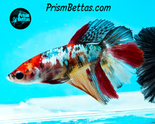 Load image into Gallery viewer, Marble Halfmoon Female