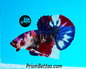 Marble Halfmoon Plakat Male