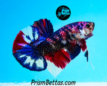 Load image into Gallery viewer, Marble Halfmoon Plakat Male