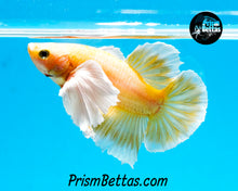 Load image into Gallery viewer, Gold Dumbo Halfmoon Plakat Male