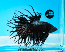 Load image into Gallery viewer, Copper Orchid Cross-rayed Crowntail Male