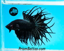 Load image into Gallery viewer, Copper Orchid Cross-rayed Crowntail Male