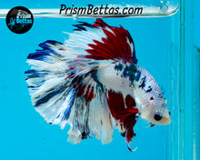 Load image into Gallery viewer, Marble Rosetail Halfmoon Male