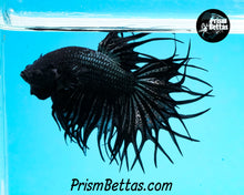 Load image into Gallery viewer, Copper Orchid Cross-rayed Crowntail Male