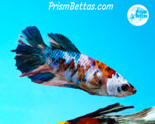 Load image into Gallery viewer, Marble Halfmoon Female