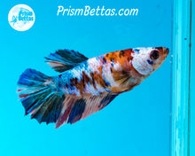 Load image into Gallery viewer, Marble Halfmoon Female