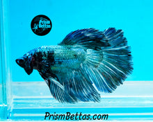 Load image into Gallery viewer, Turquoise Marble Halfmoon Male