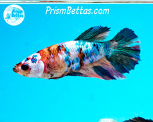 Load image into Gallery viewer, Marble Halfmoon Female