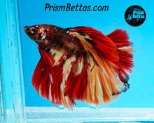 Load image into Gallery viewer, Candy Koi Halfmoon Male