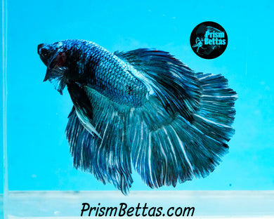 Turquoise Marble Halfmoon Male