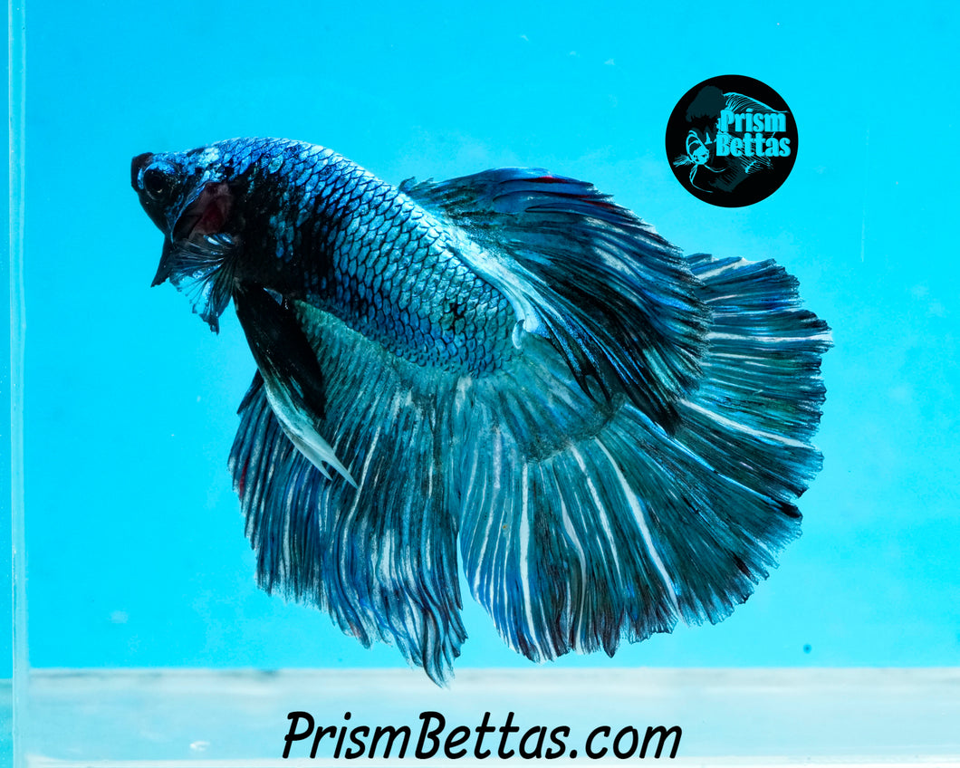 Turquoise Marble Halfmoon Male