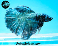 Load image into Gallery viewer, Turquoise Marble Halfmoon Male