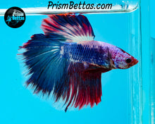 Load image into Gallery viewer, Marble Halfmoon Male