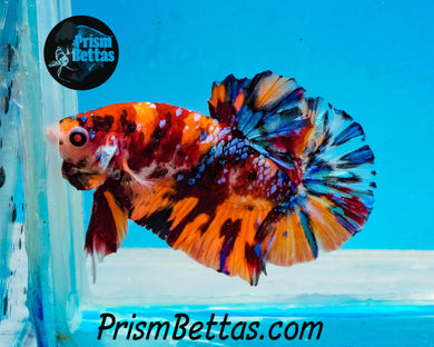 Candy Koi Halfmoon Plakat Male