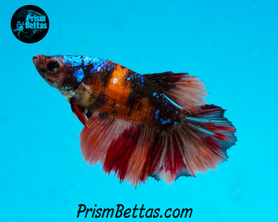 Candy Koi Halfmoon Female