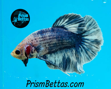 Grizzle Halfmoon Plakat Male