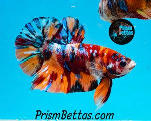 Candy Koi Halfmoon Plakat Male