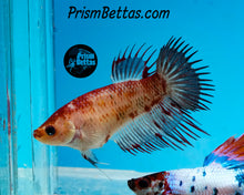 Load image into Gallery viewer, Marble Crowntail Female