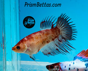 Marble Crowntail Female