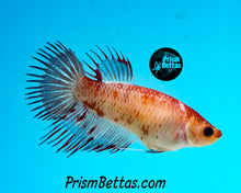 Load image into Gallery viewer, Marble Crowntail Female