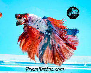 Rainbow Marble Halfmoon Male