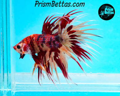 Candy Koi Crowntail Male