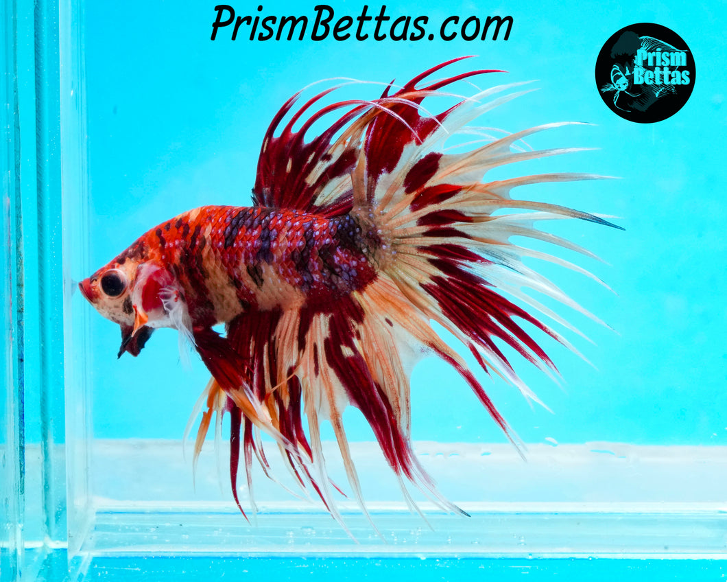 Candy Koi Crowntail Male
