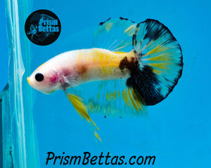 Yellow Koi Halfmoon Plakat Male