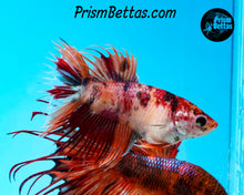 Load image into Gallery viewer, Candy Koi Crowntail Female