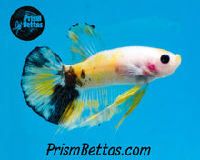 Load image into Gallery viewer, Yellow Koi Halfmoon Plakat Male