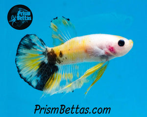 Yellow Koi Halfmoon Plakat Male