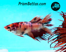 Load image into Gallery viewer, Candy Koi Crowntail Female