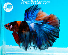 Load image into Gallery viewer, Candy Koi Halfmoon Male