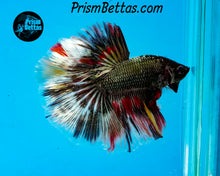Load image into Gallery viewer, Copper Candy Marble Halfmoon Male