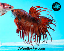 Load image into Gallery viewer, Marble Crowntail Male