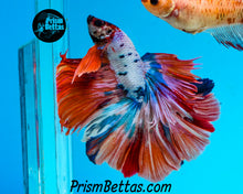 Load image into Gallery viewer, Rainbow Marble Halfmoon Male