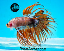 Load image into Gallery viewer, Marble Crowntail Male