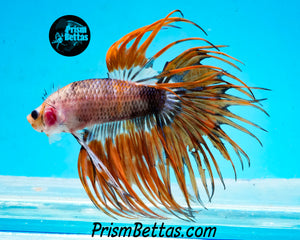Marble Crowntail Male