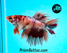 Load image into Gallery viewer, Candy Koi Crowntail Female