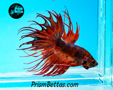 Marble Crowntail Male