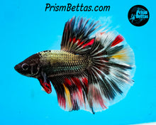 Load image into Gallery viewer, Copper Candy Marble Halfmoon Male